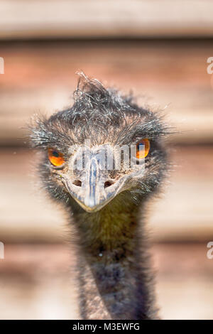 Im Park von Australien der Freien emu Vogel und den Hintergrund Stockfoto