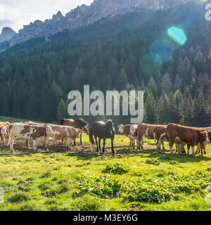 Landschaft ein paar hundert Meter von Misurina See, in der Nähe der Stadt Auronzo tun Cadore, Provinz Belluno, Region Venetien, Italien. Stockfoto