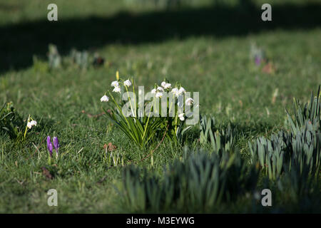 In der Nähe von wunderschönen Krokusse sprießen, die ersten Anzeichen von Frühling Jahreszeit an Nymans Gardens in West Sussex UK Stockfoto