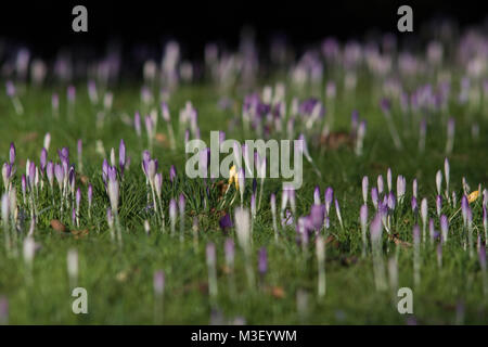 In der Nähe von wunderschönen Krokusse sprießen, die ersten Anzeichen von Frühling Jahreszeit an Nymans Gardens in West Sussex UK Stockfoto