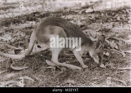 In Australien natuarl Park in der Nähe von Kangaroo in der Nähe von Bush Stockfoto