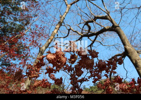 Ahorn Baum Blätter braun und Eisstockschießen im sonnigen Tag, bevor es für den Herbst fällt, Südkorea Stockfoto