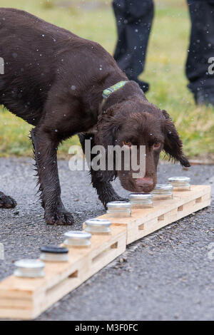 Snipe der Hund schnüffelt verschiedene Gläser mit Wasser gefüllt, in Potsdam, wo er die Ausbildung ist unterirdisches Wasser Leckagen durch Chlor riechenden Spuren zu erkennen. Stockfoto