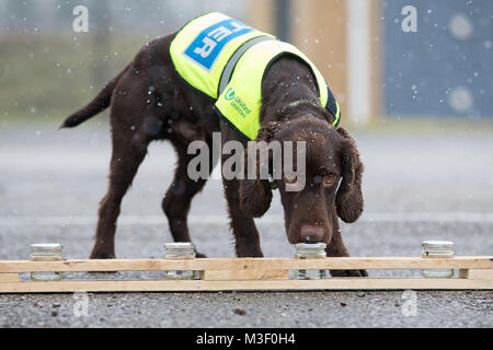 Snipe der Hund schnüffelt verschiedene Gläser mit Wasser gefüllt, in Potsdam, wo er die Ausbildung ist unterirdisches Wasser Leckagen durch Chlor riechenden Spuren zu erkennen. Stockfoto