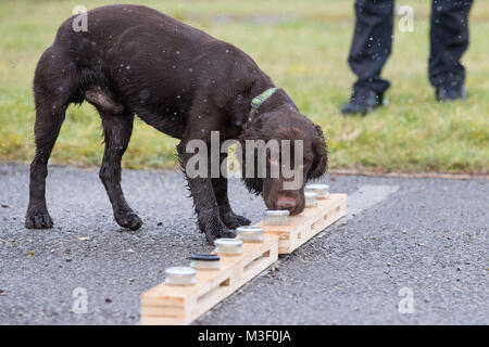 Snipe der Hund schnüffelt verschiedene Gläser mit Wasser gefüllt, in Potsdam, wo er die Ausbildung ist unterirdisches Wasser Leckagen durch Chlor riechenden Spuren zu erkennen. Stockfoto