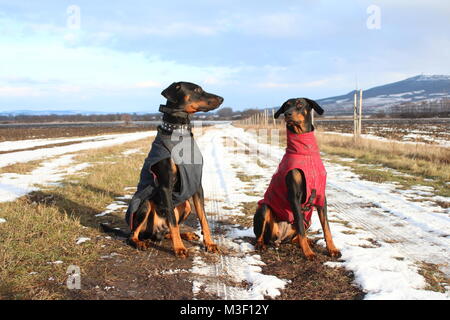 Zwei Hunde Dobermann auf dem Boden sitzend Stockfoto