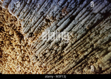 Waitomo Caves Neuseeland im Jahr 2015 getroffen Stockfoto