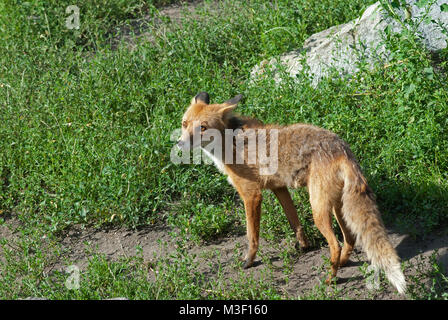 Red Fox (Vulpes vulpes), Skansen Zoo, Stockholm, Schweden Stockfoto