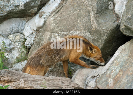 Red Fox (Vulpes vulpes), Skansen Zoo, Stockholm, Schweden Stockfoto