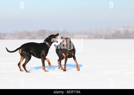 Zwei Hunde Dobermann bellt Stockfoto