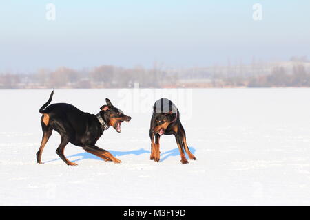 Zwei Hunde Dobermann bellen/Knurren Stockfoto