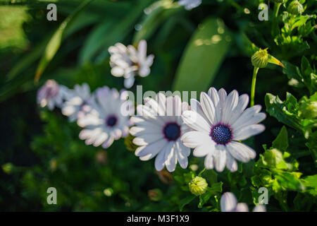Nahaufnahme von vielen schönen Osteospermum ecklonis, sah in Los Angeles Stockfoto