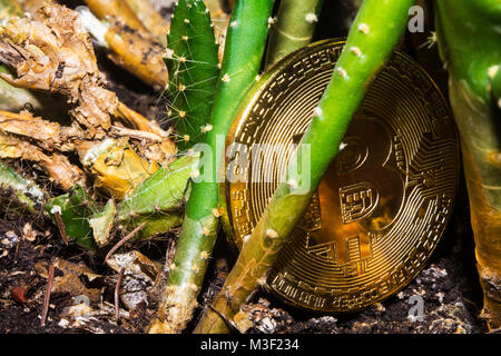 Crypto Währung. Bitcoin. Eine Krise. Das finden. Schatz. Die goldene Münze veraltet und wurde zu Boden geworfen. Liegt auf einem Kaktus mit Stacheln. Stockfoto