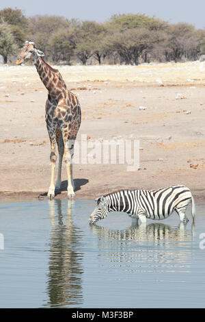 Eine Giraffe und Zebra an einem Wasserloch Stockfoto