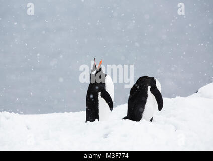 Zwei Gentoo Penguins Anzeigen in Neko Harbour, Antarktis gegen einen Verschneiten Hintergrund gesetzt. Stockfoto