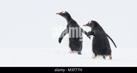 Zwei erwachsene Eselspinguine walking unisono in der Antarktis gegen einen klaren, weißen Hintergrund. Stockfoto