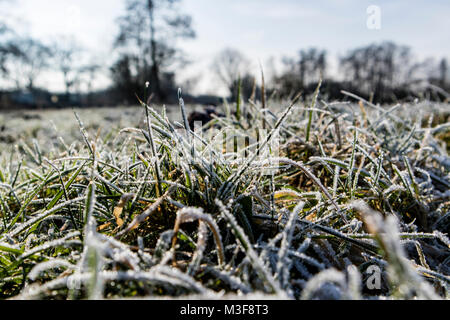 Gräser mit Raureif an der Hamme in Worpswede Stockfoto