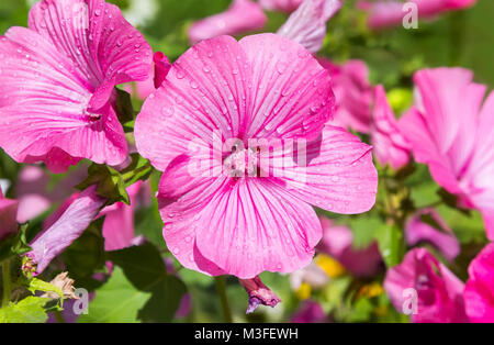 In der Nähe von Rosa zart lavatera. Stockfoto