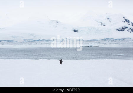 Ein einsamer Gentoo Pinguin in Richtung Meer an Neko Harbour, Antarktis. Stockfoto