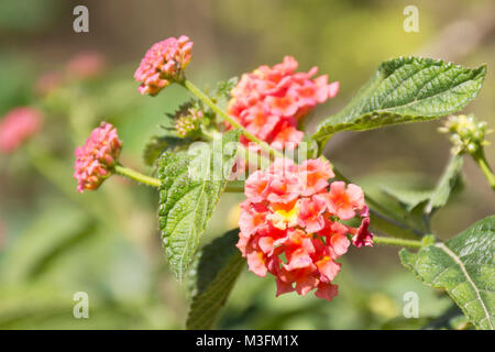 Lantana Camara Blumen Stockfoto