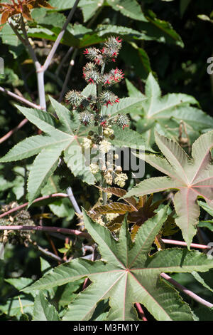 Castor bean Pflanze, Rizinus, Ricinus communis Stockfoto