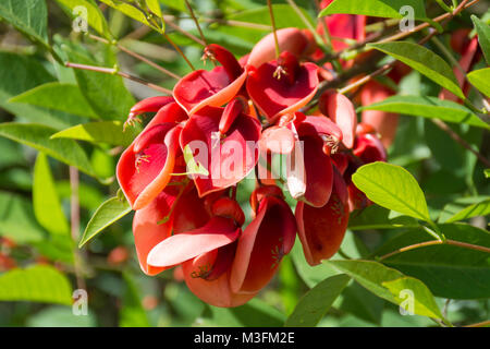 Erythrina crista-galli Baum. Cockspur Coral Tree, ceibo, seibo. Nationale Blume von Argentinien. Buenos Aires, Argentinien Stockfoto