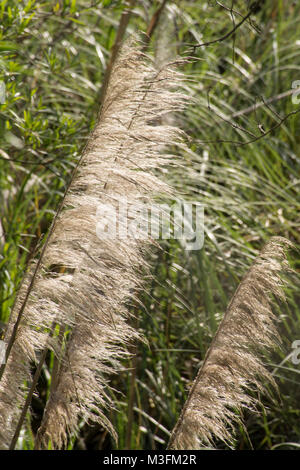 Pampas Gras (cortaderia selloana) in Buenos Aires Costanera Sur Ecological Reserve, Argentinien Stockfoto