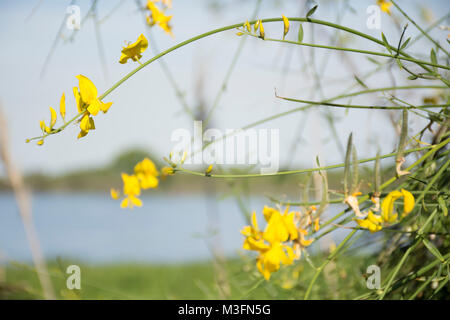 Spanische Ginster Blume (Spartium junceum) gegen den blauen Himmel. Buenos Aires, Argentinien Stockfoto