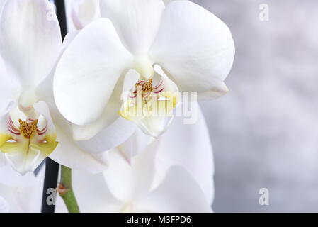 Weiße Orchidee Blume auf grauem Hintergrund Stockfoto