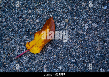 Rote Herbst trocken fallen natur Farbe Blatt auf Beton asphalt Hintergrund Stockfoto