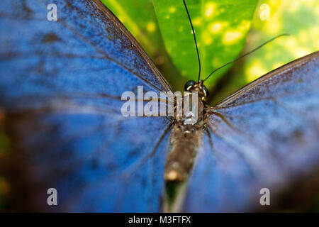 Blaue Morpho (Morpho) Schmetterling, Belize Stockfoto