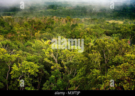 Dschungel rund um Mayaruinen von Xunantunich archäologische Stätte in der Nähe von San Ignacio, Belize Stockfoto