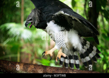 Harpyie (Harpia Harpyja), Belize Stockfoto