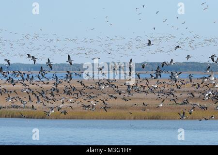 Große Herde von Migranten Nonnengänse (Branta leucopsis) im Flug über Matsalu Bucht, Thisted, Matsalu Nationalpark, Estland, September. Stockfoto