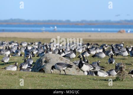 Migrant Nonnengans (Branta leucopsis) Herde ruhend und Beweidung auf die Küste Grünland fransen Matsalu Bucht Matsalu Nationalpark, Thisted, Estland, Stockfoto