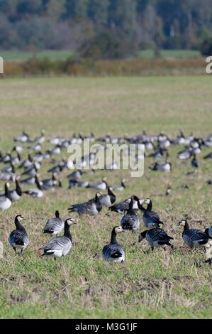 Migrant Nonnengans (Branta leucopsis) Herde weiden ein brachliegendes Ackerland Feld in Matsalu Nationalpark, Estland, September. Stockfoto