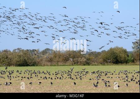 Migrant Nonnengans (Branta leucopsis) Herde im Flug über viele weitere Beweidung eine brachliegende Feld, Matsalu Nationalpark, Estland, September. Stockfoto