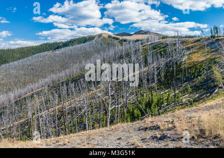 Neues Wachstum lodgepole Kiefern, die sich in einem Bereich, in einem wildfire brannte. Yellowstone National Park, Wyoming, USA Stockfoto