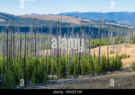 Neues Wachstum lodgepole Kiefern, die sich in einem Bereich, in einem wildfire brannte. Yellowstone National Park, Wyoming, USA Stockfoto