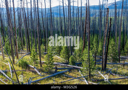 Neues Wachstum lodgepole Kiefern, die sich in einem Bereich, in einem wildfire brannte. Yellowstone National Park, Wyoming, USA Stockfoto
