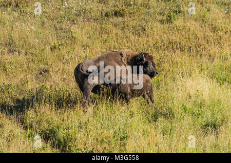 Herde Bisons grasen in der Nähe der schwimmenden Insel See. Yellowstone National Park, Wyoming, USA Stockfoto