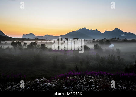 Misty Wiese. Schuß an Storeieidet in der Insel Vestvågøy, Lofoten Archipel Stockfoto