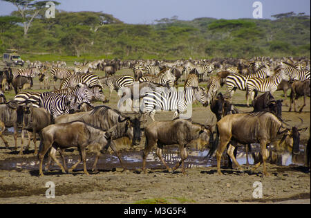 Gnus und Zebras auf der Serengeti, Tansania Stockfoto