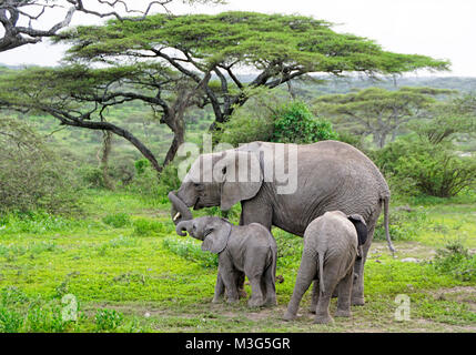 Weibliche Elefanten Mutter mit zwei kälbern unterschiedlichen Alters in der Serengeti in Tansania. Stockfoto