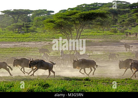 Gnus auf der Flucht vor Raubtieren auf Serengeti Plains Stockfoto