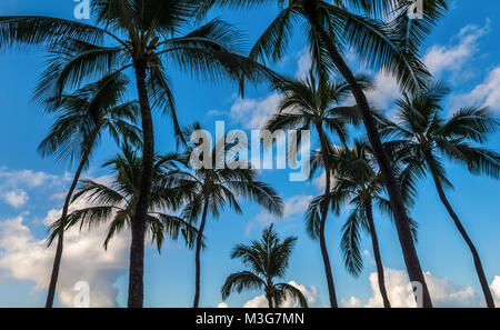 Dunkle Palm Tree Bäume Silhouette gegen einen blauen tropischen Himmel mit Wolken am Strand von Waikiki, Oahu, Hawaii, USA. Stockfoto