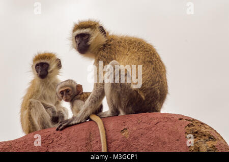 Drei grüne Meerkatzen auf einem Felsen in der Savanne von Amboseli Park in Kenia Stockfoto