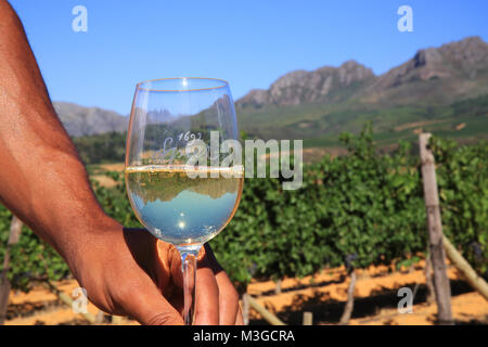 Glas Wein in den Weinbergen in den Winelands um Stellenbosch, in der Nähe von Kapstadt, Südafrika Stockfoto