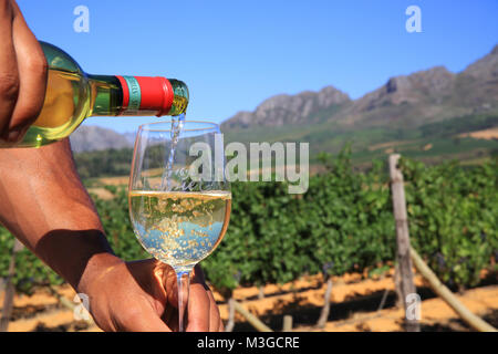 Glas Wein in den Weinbergen in den Winelands um Stellenbosch, in der Nähe von Kapstadt, Südafrika Stockfoto