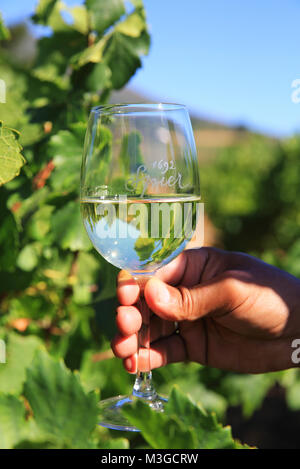 Glas Wein in den Weinbergen in den Winelands um Stellenbosch, in der Nähe von Kapstadt, Südafrika Stockfoto